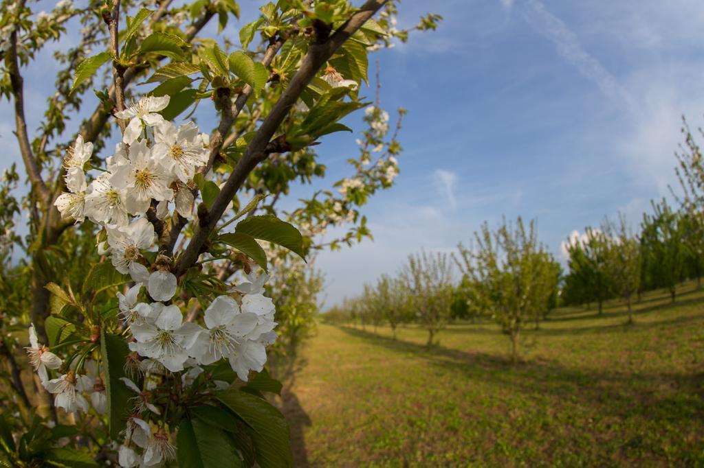 Tenuta Terre Dei Latini Segni Exterior foto